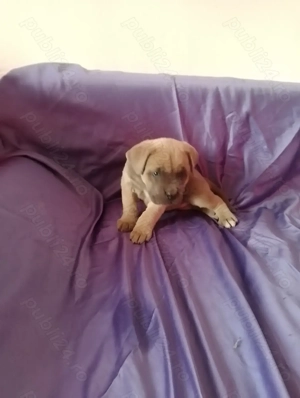 Căței Cane Corso din părinți cu pedigree  - imagine 4