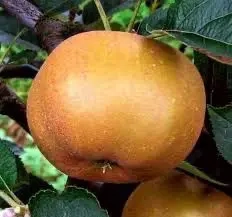 Vand mere diabet Renet Canada si nuci cu coaja