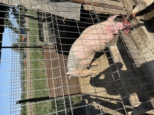 Porci de casă de vanzare