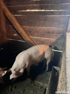 Vand porci intre 130kg-200kg.Pret 15lei kg - imagine 2 Vand porci intre 130kg-200kg.Pret 15lei kg - imagine 2