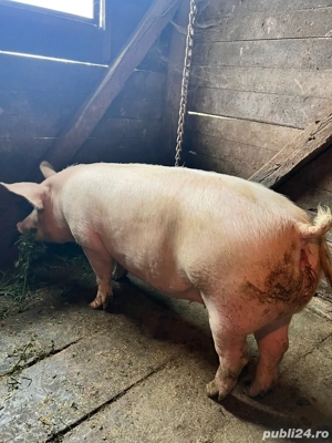 Vand porci intre 130kg-200kg.Pret 15lei kg - imagine 3 Vand porci intre 130kg-200kg.Pret 15lei kg - imagine 3