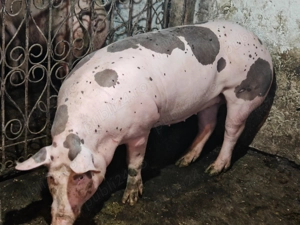 Vând  scroafa ptr reproductie