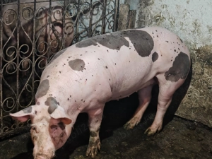 Vând  scroafa ptr reproductie - imagine 3