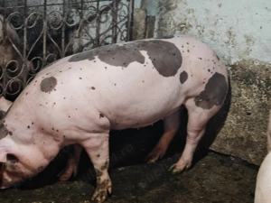 Vând  scroafa ptr reproductie - imagine 5