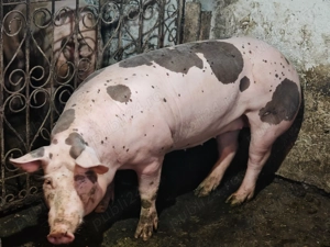 Vând  scroafa ptr reproductie - imagine 2