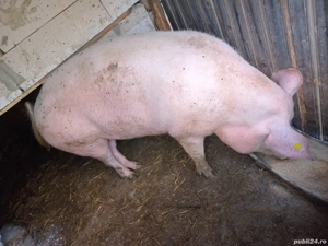 cand porci - imagine 4