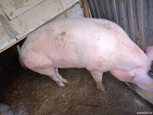 cand porci - imagine 3