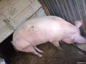 cand porci - imagine 2