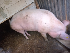 cand porci - imagine 5