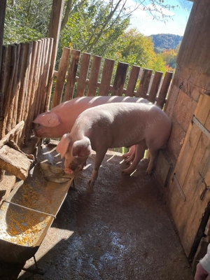 Porc viu de vanzare - imagine 3