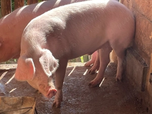 Porc viu de vanzare - imagine 2