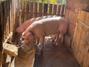 Porc viu de vanzare - imagine 4