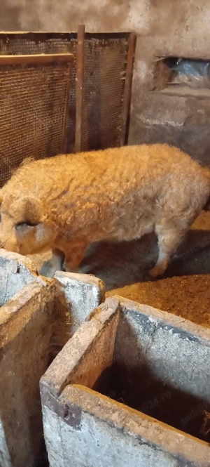 Porci grasi mangalita pur - imagine 4