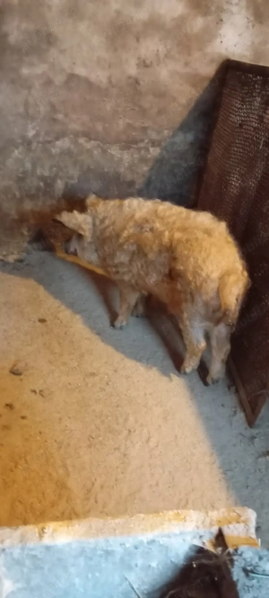 Porci grasi mangalita pur - imagine 5