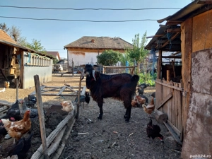 De vânzare - imagine 3