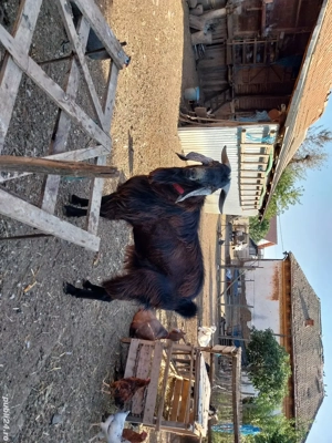 De vânzare - imagine 2