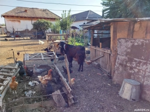 De vânzare - imagine 4