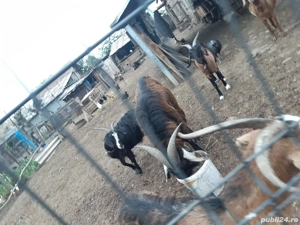 De vânzare - imagine 5