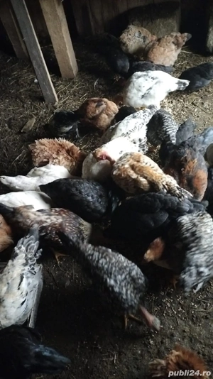 Vand puicute si cocosi 