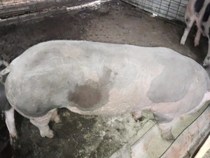 Vând porc pietrain - imagine 2 Vând porc pietrain - imagine 2