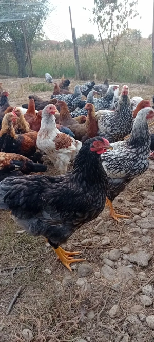 wiandot e ,welsumer de vinzare