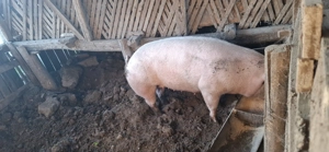 Se vinde 300-320 kg landrace