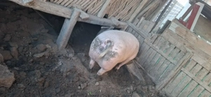 Se vinde 300-320 kg landrace - imagine 2