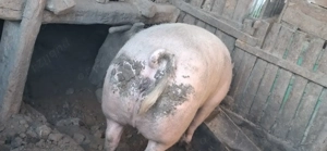 Se vinde 300-320 kg landrace - imagine 3