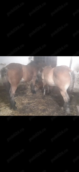 Vand 2 manzi de 4 luni