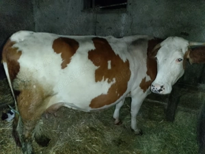 Vacă gestantă 5 ani,15 litri de lapte de vanzare