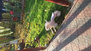 donez pui de labrador - imagine 2 donez pui de labrador - imagine 2