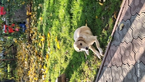 donez pui de labrador