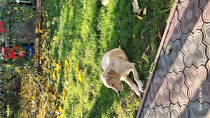 donez pui de labrador - imagine 4 donez pui de labrador - imagine 4