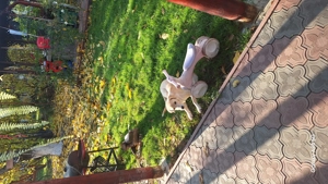 donez pui de labrador - imagine 3 donez pui de labrador - imagine 3