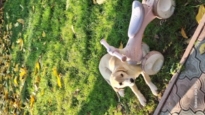 donez pui de labrador - imagine 5 donez pui de labrador - imagine 5