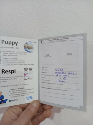 American Bully micro  - imagine 4