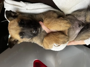 Ciobănesc belgian malinois - imagine 2 Ciobănesc belgian malinois - imagine 2