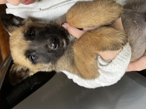 Ciobănesc belgian malinois