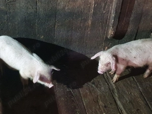 Vand purcei (10saptamani) crescuti natural 