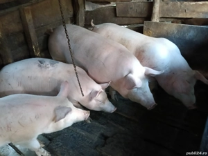 porci de vanzare 