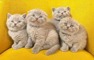 Pui British Shorthair Lilac - imagine 4 Pui British Shorthair Lilac - imagine 4