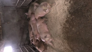 Porci de vânzare ..,  - imagine 5