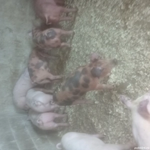 purce si porcu mari - imagine 2