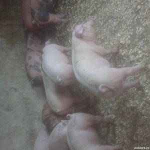 purce si porcu mari - imagine 3