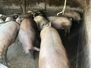 Porci de vânzare de la 80 până la 250 de kg  - imagine 2