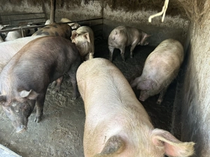 Porci de vânzare de la 80 până la 250 de kg  - imagine 3 Porci de vânzare de la 80 până la 250 de kg  - imagine 3