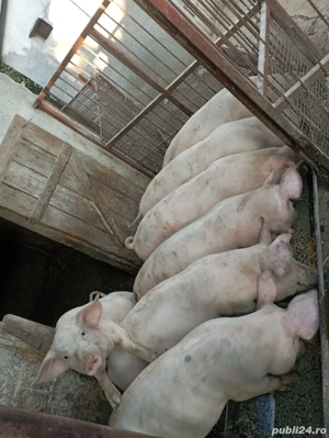 Soldani Duroc - imagine 3 Soldani Duroc - imagine 3