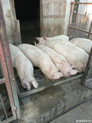 Soldani Duroc - imagine 2 Soldani Duroc - imagine 2