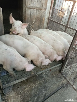 Soldani Duroc - imagine 4 Soldani Duroc - imagine 4