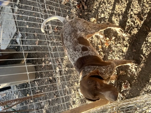 Vând Brac German pentru frufe . 